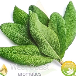 SAGE pure essential oil. Shop West Coast Aromatics Bulk, Wholesale at www.westcoastaromatics.com from reputable sources in the world. Try today. You'll Immediately Notice the Difference! ✓60 Day-Money Back.