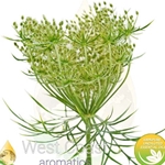 CARROT SEED pure essential oil. Shop West Coast Aromatics Bulk, Wholesale at www.westcoastaromatics.com from reputable sources in the world. Try today. You'll Immediately Notice the Difference! ✓60 Day-Money Back.