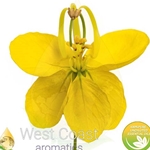 CASSIA pure essential oil. Shop West Coast Aromatics Bulk, Wholesale at www.westcoastaromatics.com from reputable sources in the world. Try today. You'll Immediately Notice the Difference! ✓60 Day-Money Back.