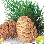 CEDARWOOD ATLAS pure essential oil. Shop West Coast Aromatics Bulk, Wholesale at www.westcoastaromatics.com from reputable sources in the world. Try today. You'll Immediately Notice the Difference! ✓60 Day-Money Back.