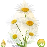 CHAMOMILE WILD pure essential oil. Shop West Coast Aromatics Bulk, Wholesale at www.westcoastaromatics.com from reputable sources in the world. Try today. You'll Immediately Notice the Difference! ✓60 Day-Money Back.