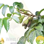 ELEMI pure essential oil. Shop West Coast Aromatics Bulk, Wholesale at www.westcoastaromatics.com from reputable sources in the world. Try today. You'll Immediately Notice the Difference! ✓60 Day-Money Back.