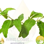 LEMON EUCALYPTUS pure essential oil. Shop West Coast Aromatics Bulk, Wholesale at www.westcoastaromatics.com from reputable sources in the world. Try today. You'll Immediately Notice the Difference! ✓60 Day-Money Back.