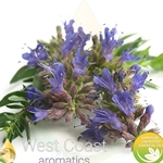 HYSSOP pure essential oil. Shop West Coast Aromatics Bulk, Wholesale at www.westcoastaromatics.com from reputable sources in the world. Try today. You'll Immediately Notice the Difference! ✓60 Day-Money Back.