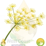 DILL SEED pure essential oil. Shop West Coast Aromatics Bulk, Wholesale at www.westcoastaromatics.com from reputable sources in the world. Try today. You'll Immediately Notice the Difference! ✓60 Day-Money Back.