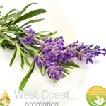 LAVANDIN ABRIALIS pure essential oil. Shop West Coast Aromatics Bulk, Wholesale at www.westcoastaromatics.com from reputable sources in the world. Try today. You'll Immediately Notice the Difference! ✓60 Day-Money Back.