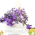 LAVANDIN GROSSO pure essential oil. Shop West Coast Aromatics Bulk, Wholesale at www.westcoastaromatics.com from reputable sources in the world. Try today. You'll Immediately Notice the Difference! ✓60 Day-Money Back.