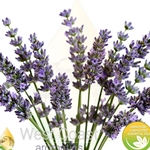 LAVENDER SPIKE pure essential oil. Shop West Coast Aromatics Bulk, Wholesale at www.westcoastaromatics.com from reputable sources in the world. Try today. You'll Immediately Notice the Difference! ✓60 Day-Money Back.