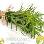 TARRAGON pure essential oil. Shop West Coast Aromatics Bulk, Wholesale at www.westcoastaromatics.com from reputable sources in the world. Try today. You'll Immediately Notice the Difference! ✓60 Day-Money Back.