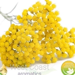 HELICHRYSUM IMMORTELLE pure essential oil. Shop West Coast Aromatics Bulk, Wholesale at www.westcoastaromatics.com from reputable sources in the world. Try today. You'll Immediately Notice the Difference! ✓60 Day-Money Back.