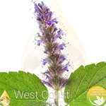 PEPPERMINT ARVENSIS pure essential oil. Shop West Coast Aromatics Bulk, Wholesale at www.westcoastaromatics.com from reputable sources in the world. Try today. You'll Immediately Notice the Difference! ✓60 Day-Money Back.