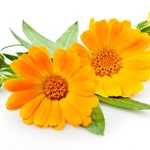 CALENDULA Absolute Essential Oil. Shop West Coast Aromatics Bulk, Wholesale at www.westcoastaromatics.com from reputable sources in the world. Try today. You'll Immediately Notice the Difference! ✓60 Day-Money Back.