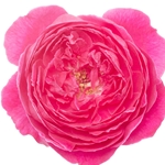 ROSE DAMASK (Bulgaria)