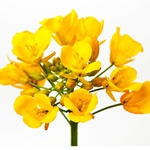 CANOLA Carrier Oil. Shop West Coast Aromatics Bulk, Wholesale at www.westcoastaromatics.com from reputable sources in the world. Try today. You'll Immediately Notice the Difference! ✓60 Day-Money Back.