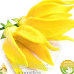 YLANG YLANG  #2 Floral Water. Shop West Coast Aromatics Bulk, Wholesale at www.westcoastaromatics.com from reputable sources in the world. Try today. You'll Immediately Notice the Difference! ✓60 Day-Money Back.