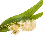 EUCALYPTUS pure essential oil. Shop West Coast Aromatics Bulk, Wholesale at www.westcoastaromatics.com from reputable sources in the world. Try today. You'll Immediately Notice the Difference! ✓60 Day-Money Back.