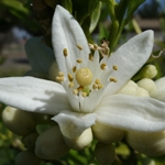 Neroli *Floral Water*