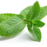 PEPPERMINT Floral Water. Shop West Coast Aromatics Bulk, Wholesale at www.westcoastaromatics.com from reputable sources in the world. Try today. You'll Immediately Notice the Difference! ✓60 Day-Money Back.