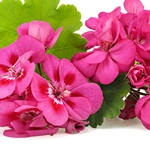 ROSE GERANIUM Floral Water. Shop West Coast Aromatics Bulk, Wholesale at www.westcoastaromatics.com from reputable sources in the world. Try today. You'll Immediately Notice the Difference! ✓60 Day-Money Back.