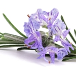 ROSEMARY Floral Water. Shop West Coast Aromatics Bulk, Wholesale at www.westcoastaromatics.com from reputable sources in the world. Try today. You'll Immediately Notice the Difference! ✓60 Day-Money Back.