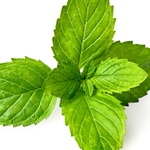 SPEARMINT Floral Water. Shop West Coast Aromatics Bulk, Wholesale at www.westcoastaromatics.com from reputable sources in the world. Try today. You'll Immediately Notice the Difference! ✓60 Day-Money Back.