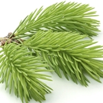 SPRUCE Floral Water. Shop West Coast Aromatics Bulk, Wholesale at www.westcoastaromatics.com from reputable sources in the world. Try today. You'll Immediately Notice the Difference! ✓60 Day-Money Back.