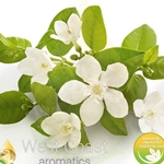 NEROLI pure essential oil. Shop West Coast Aromatics Bulk, Wholesale at www.westcoastaromatics.com from reputable sources in the world. Try today. You'll Immediately Notice the Difference! ✓60 Day-Money Back.