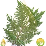 CEDARWOOD TEXAS pure essential oil. Shop West Coast Aromatics Bulk, Wholesale at www.westcoastaromatics.com from reputable sources in the world. Try today. You'll Immediately Notice the Difference! ✓60 Day-Money Back.