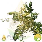 FRANKINCENSE SERRATA pure essential oil. Shop West Coast Aromatics Bulk, Wholesale at www.westcoastaromatics.com from reputable sources in the world. Try today. You'll Immediately Notice the Difference! ✓60 Day-Money Back.