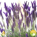 LAVENDER ANGUSTIFOLIA PREMIUM (Croatia)