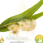 EUCALYPTUS pure essential oil. Shop West Coast Aromatics Bulk, Wholesale at www.westcoastaromatics.com from reputable sources in the world. Try today. You'll Immediately Notice the Difference! ✓60 Day-Money Back.