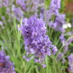 Lavender *Floral Water*