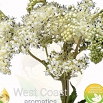 ANGELICA ROOT pure essential oil. Shop West Coast Aromatics Bulk, Wholesale at www.westcoastaromatics.com from reputable sources in the world. Try today. You'll Immediately Notice the Difference! ✓60 Day-Money Back.