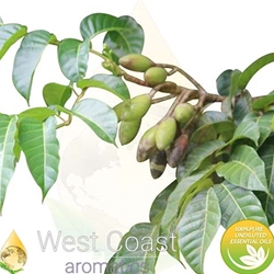 ELEMI pure essential oil. Shop West Coast Aromatics Bulk, Wholesale at www.westcoastaromatics.com from reputable sources in the world. Try today. You'll Immediately Notice the Difference! ✓60 Day-Money Back.