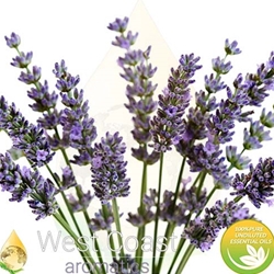 LAVENDER SPIKE pure essential oil. Shop West Coast Aromatics Bulk, Wholesale at www.westcoastaromatics.com from reputable sources in the world. Try today. You'll Immediately Notice the Difference! ✓60 Day-Money Back.