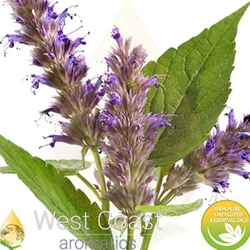 PEPPERMINT YAKIMA pure essential oil. Shop West Coast Aromatics Bulk, Wholesale at www.westcoastaromatics.com from reputable sources in the world. Try today. You'll Immediately Notice the Difference! ✓60 Day-Money Back.