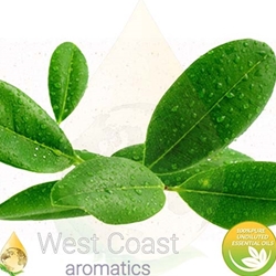 West Coast Aromatics, Essential Oils,Product Name: Angelica Root Botanical Name: Angelica Archangelica Origin: France Family: Apiaceae Plant Part: Root Extraction Method: Steam Distillation Color: Light Brownish Yellow Liquid Consistency: Medium Note: Middle Strength of Aroma: Strong