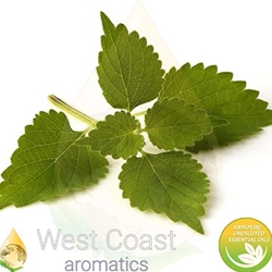 West Coast Aromatics, Essential Oils,Product Name: Angelica Root Botanical Name: Angelica Archangelica Origin: France Family: Apiaceae Plant Part: Root Extraction Method: Steam Distillation Color: Light Brownish Yellow Liquid Consistency: Medium Note: Middle Strength of Aroma: Strong