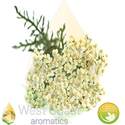 GREEN YARROW pure essential oil. Shop West Coast Aromatics Bulk, Wholesale at www.westcoastaromatics.com from reputable sources in the world. Try today. You'll Immediately Notice the Difference! ✓60 Day-Money Back.