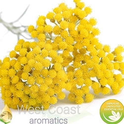 HELICHRYSUM IMMORTELLE pure essential oil. Shop West Coast Aromatics Bulk, Wholesale at www.westcoastaromatics.com from reputable sources in the world. Try today. You'll Immediately Notice the Difference! ✓60 Day-Money Back.