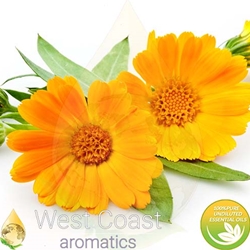 CALENDULA Absolute Essential Oil. Shop West Coast Aromatics Bulk, Wholesale at www.westcoastaromatics.com from reputable sources in the world. Try today. You'll Immediately Notice the Difference! ✓60 Day-Money Back.