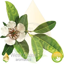 Copaiba Balsam (Brazil)