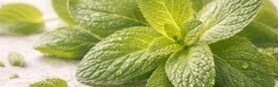 Minty essential oils aroma family