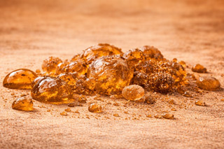 Copaiba Balsam resin for musky essential oils